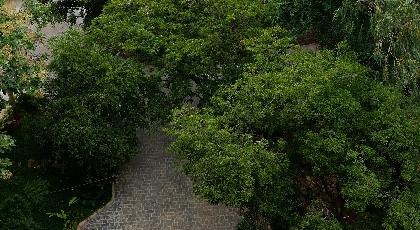 A garden path seen from above through the trees